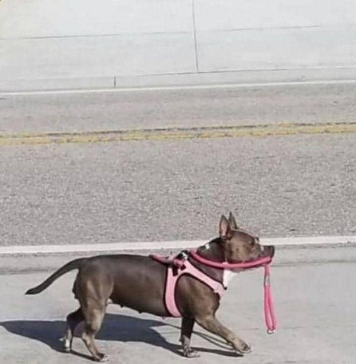potret lucu tali anjing (instagram.com/disturbingzone)