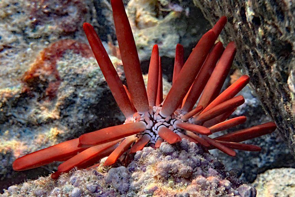 ilustrasi Heterocentrotus mammillatus (inaturalist.org/davidemartin)