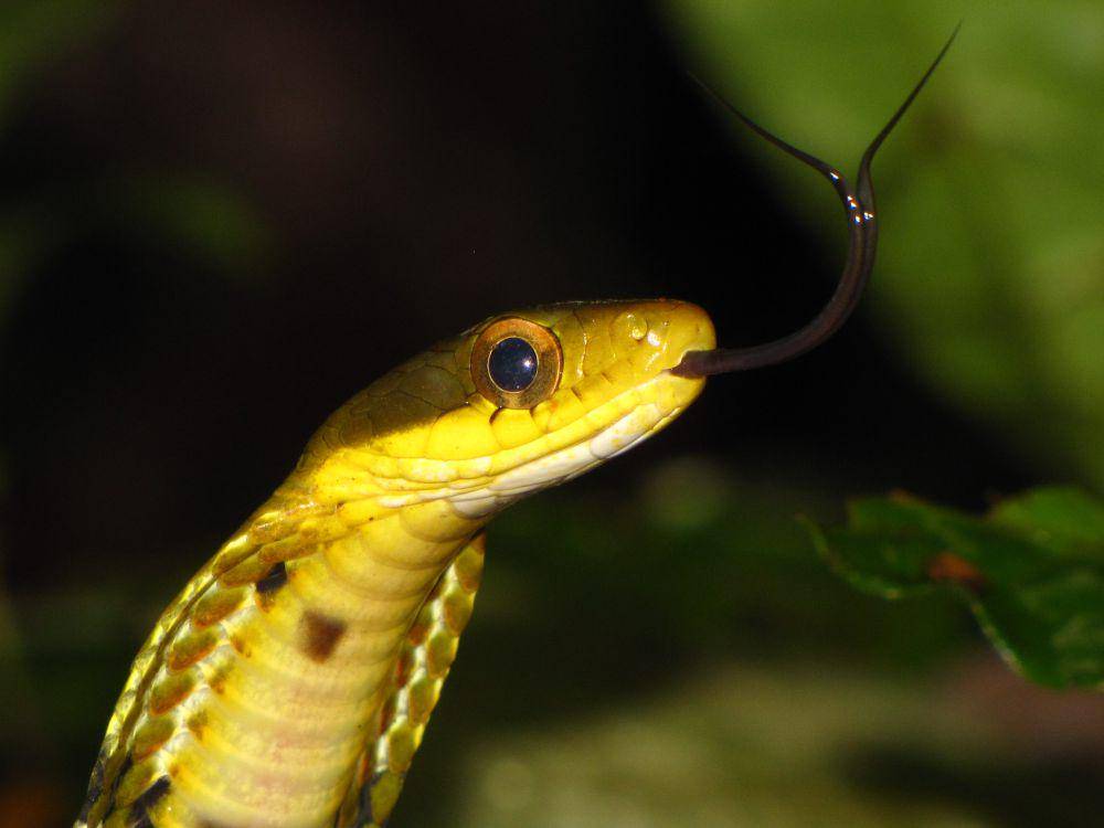 Ular kobra palsu (commons.wikimedia.org/Rohit Naniwadekar)