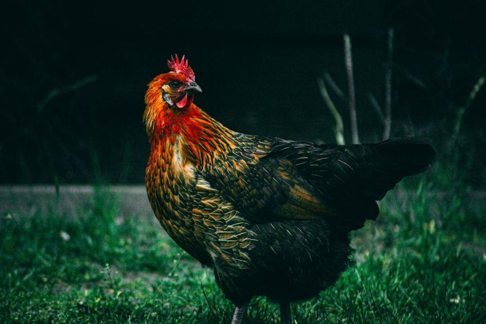 5 Arti Ayam Berkokok Jam 10-11 Malam, Pertanda Apa?