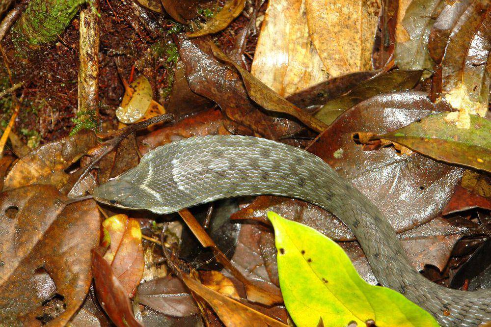 Ular kobra palsu (commons.wikimedia.org/Eugene Popov)