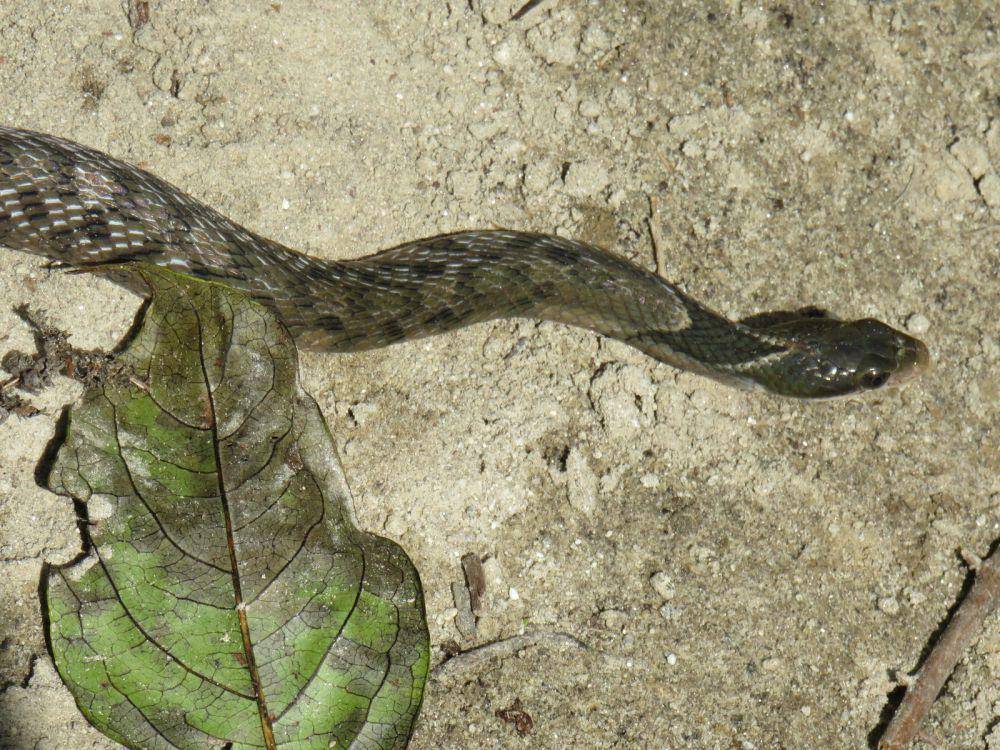 Ular kobra palsu (commons.wikimedia.org/Rohit)