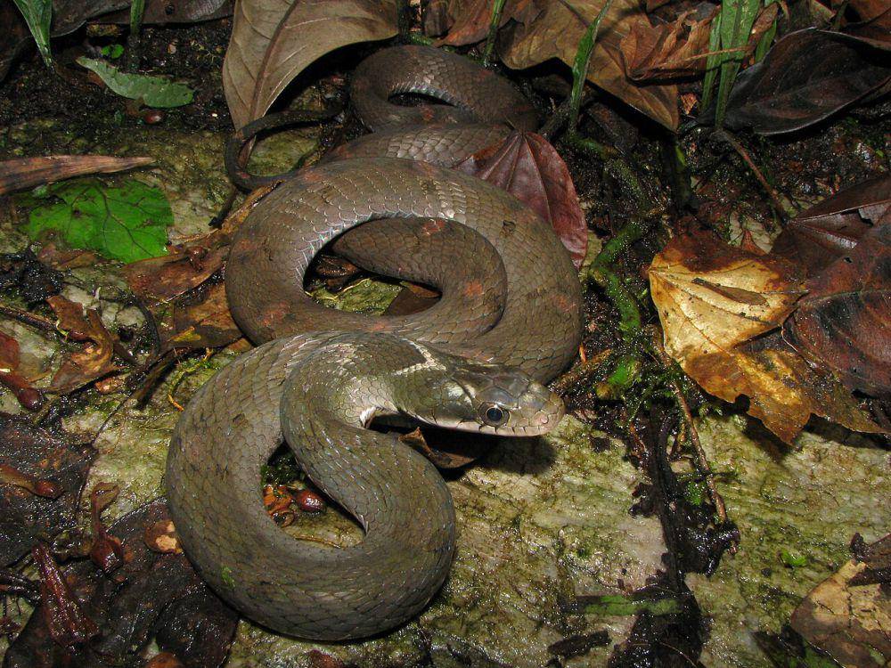 Ular kobra palsu (commons.wikimedia.org/Umeshsrinivasan)