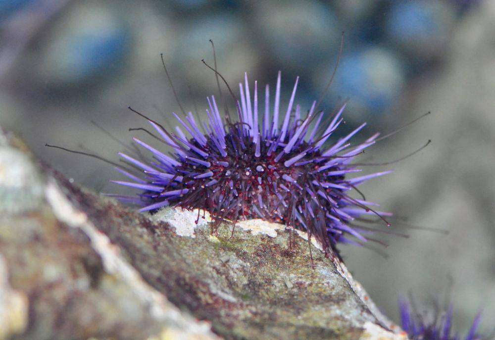 ilustrasi Strongylocentrotus purpuratus (inaturalist.org/genevievereynolds)