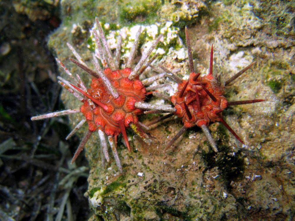 ilustrasi Stylocidaris affinis (inaturalist.org/rpillon)