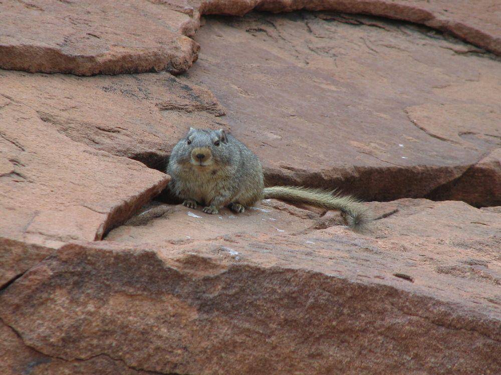 tikus dassie (commons.m.wikimedia.org/NH53)