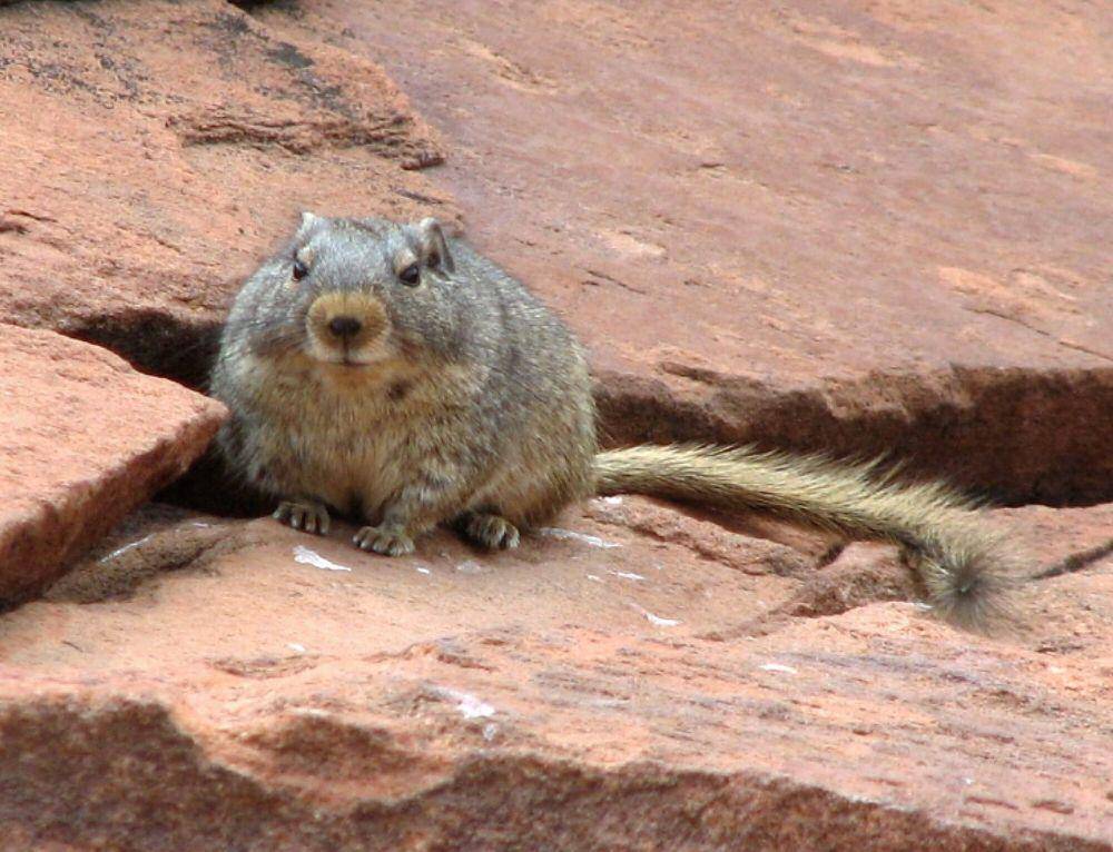 tikus dassie (commons.m.wikimedia.org/NH53)