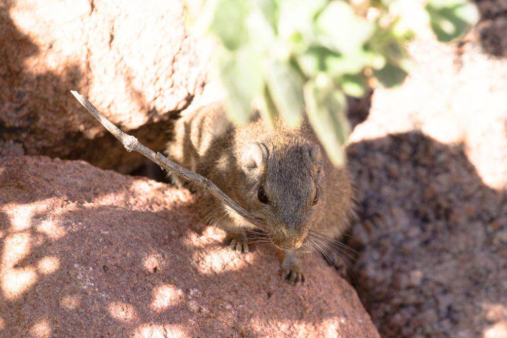 tikus dassie (commons.m.wikimedia.org/Ragnhild and Neil Crawford)