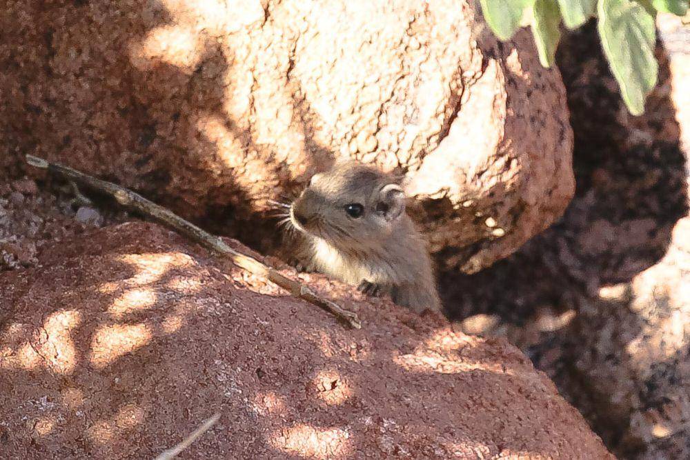 tikus dassie (commons.m.wikimedia.org/Ragnhild and Neil Crawford)