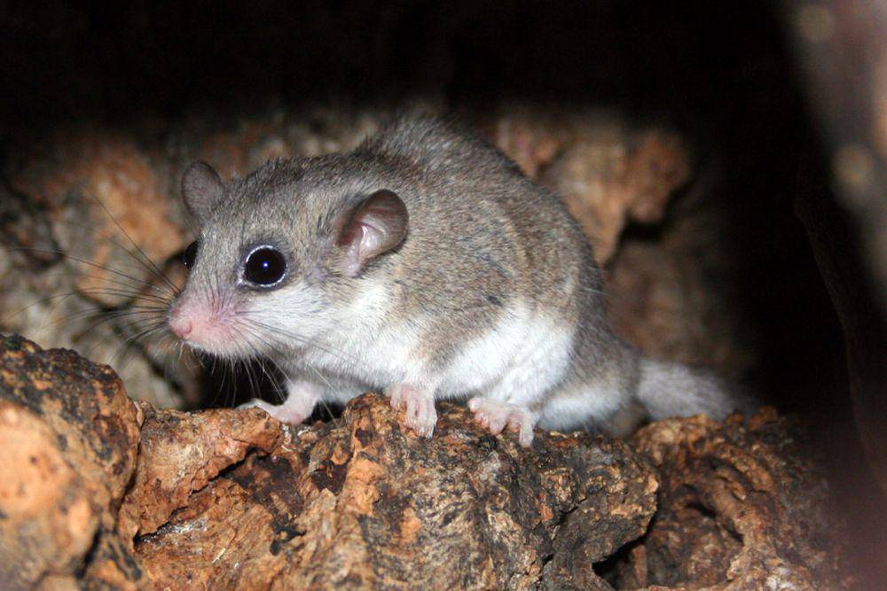 Tikus penidur (commons.m.wikimedia.org/H. Osadnik)