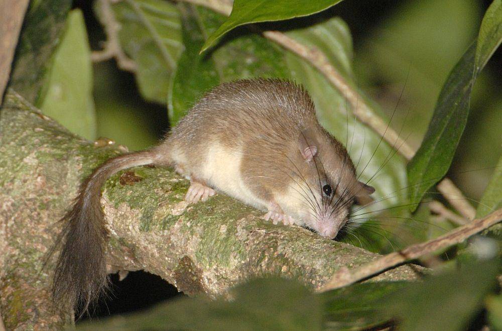 Tikus penidur (commons.m.wikimedia.org/Kalyanvarma)