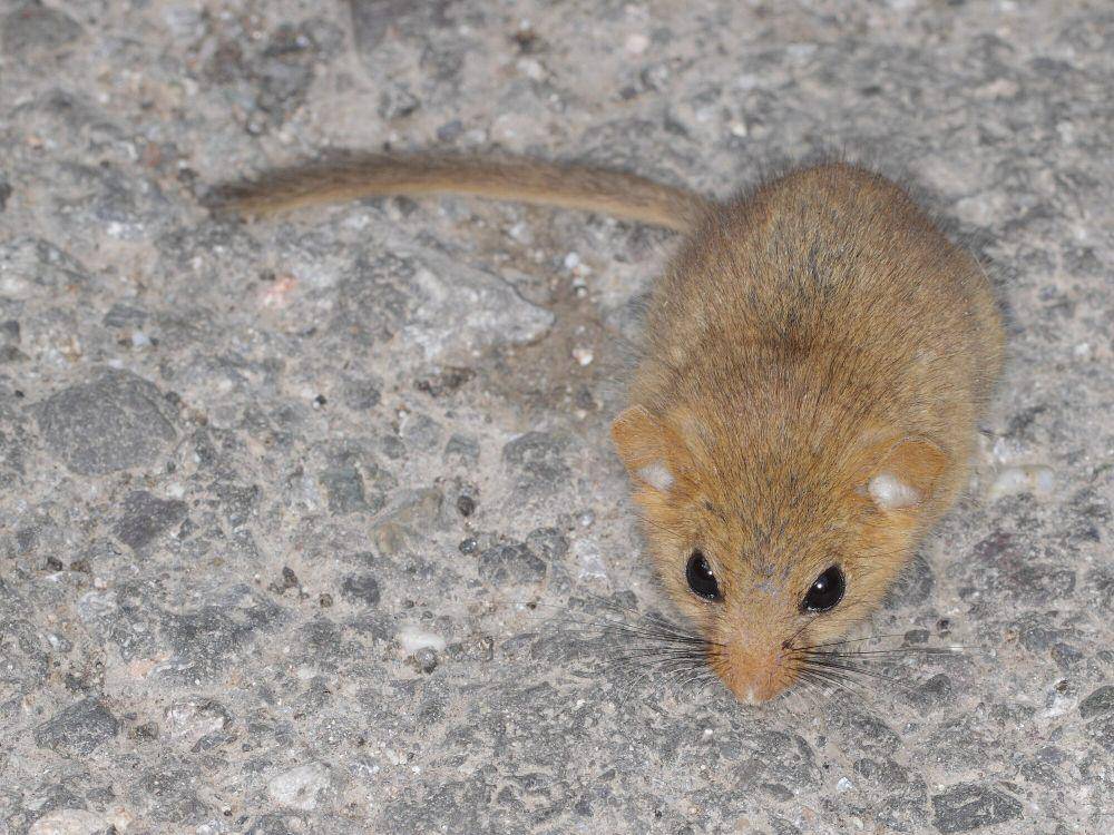 Tikus penidur (commons.m.wikimedia.org/gbohne)