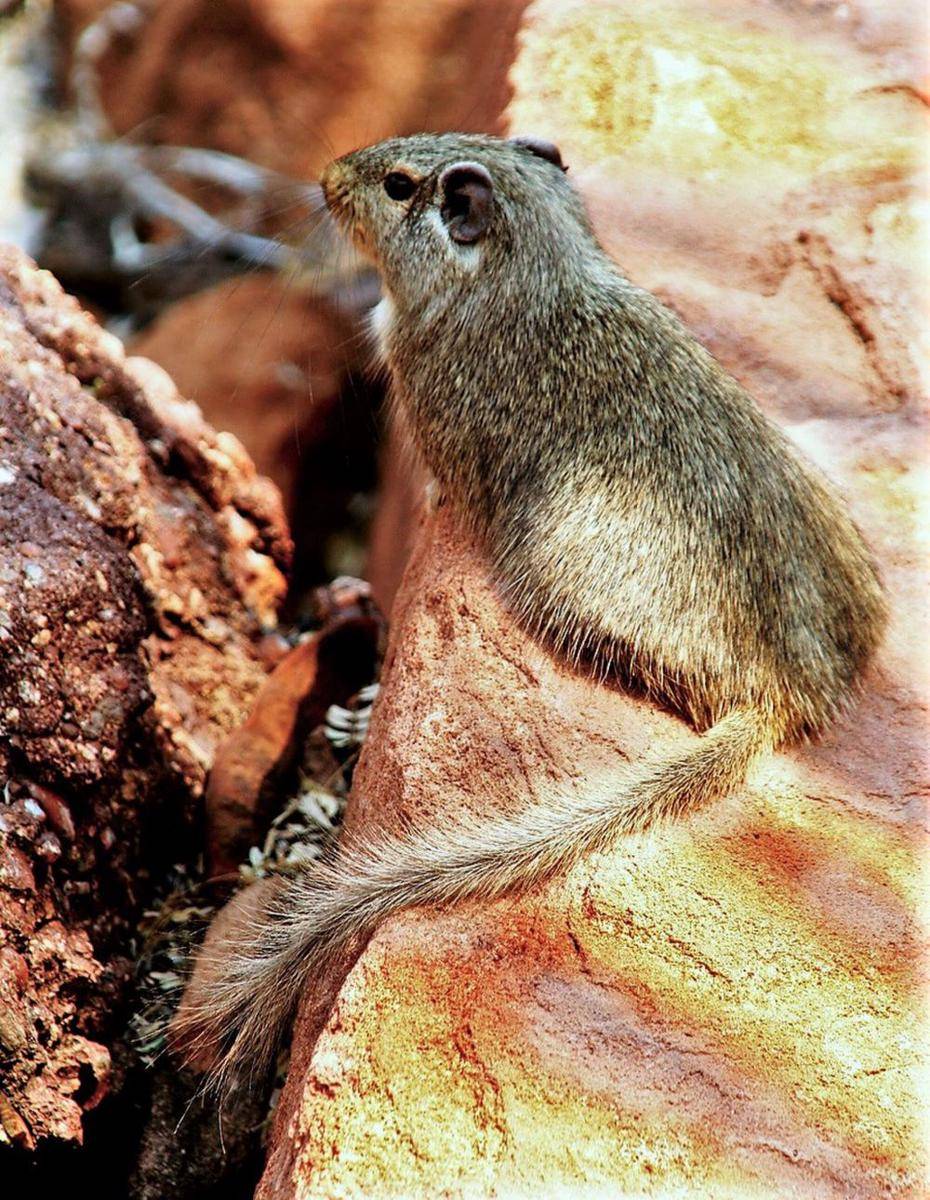 tikus dassie (commons.m.wikimedia.org/Vernon Swanepoel)