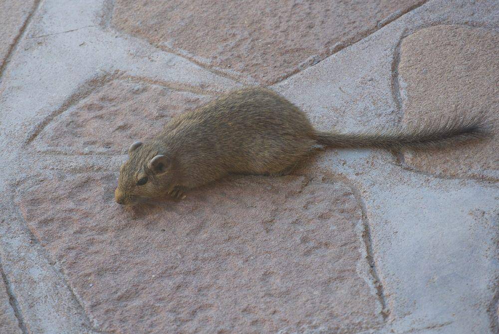 tikus dassie (commons.m.wikimedia.org/Lidine Mia)