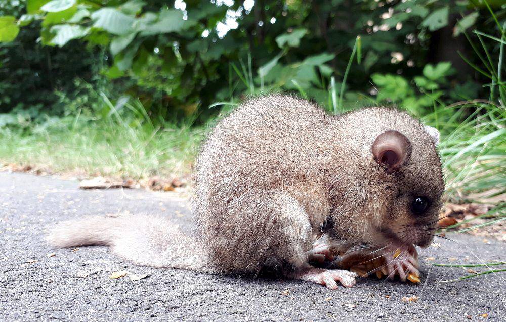 Tikus penidur (commons.m.wikimedia.org/Unim0g KS)
