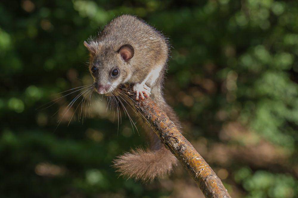 Tikus penidur (commons.m.wikimedia.org/Herwig Winter)