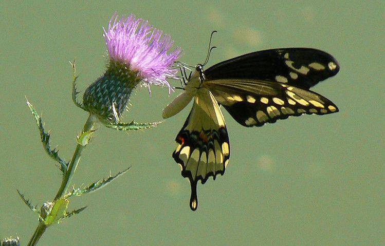 Giant swallowtail (commons.wikimedia.org/Mongo)
