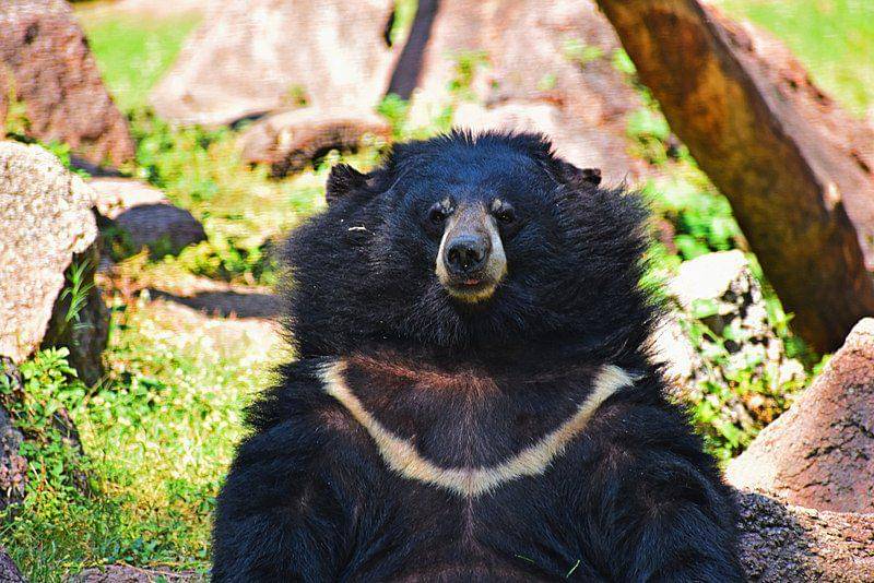 Asiatic black bear (commons.wikimedia.org/Shiv's fotografia)