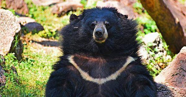 Asiatic black bear (commons.wikimedia.org/Shiv's fotografia)