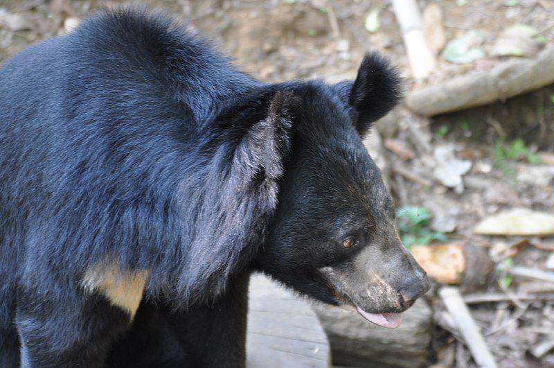 Asiatic black bear (commons.wikimedia.org/Shankar s)