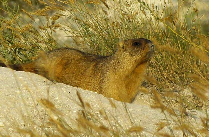 Bobak marmot (commons.wikimedia.org/Igorpysh)