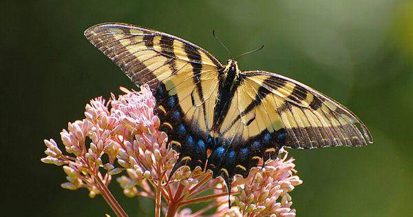 Eastern tiger swallowtail butterfly (commons.wikimedia.org/Manjithkaini)