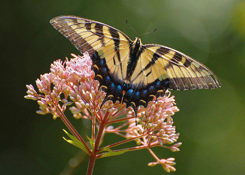 Eastern tiger swallowtail butterfly (commons.wikimedia.org/Manjithkaini)