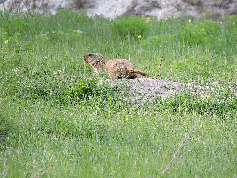 Bobak marmot (commons.wikimedia.org/Kharkivian)