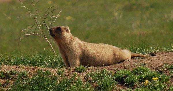 5 Fakta Unik Bobak Marmot, Mamalia Kecil Bersuara Melengking!