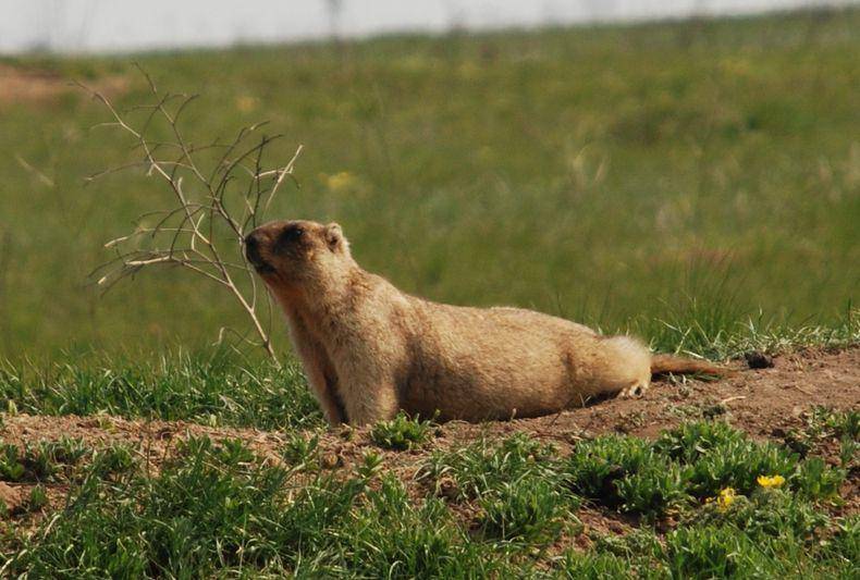 Bobak marmot (commons.wikimedia.org/Petroscan)