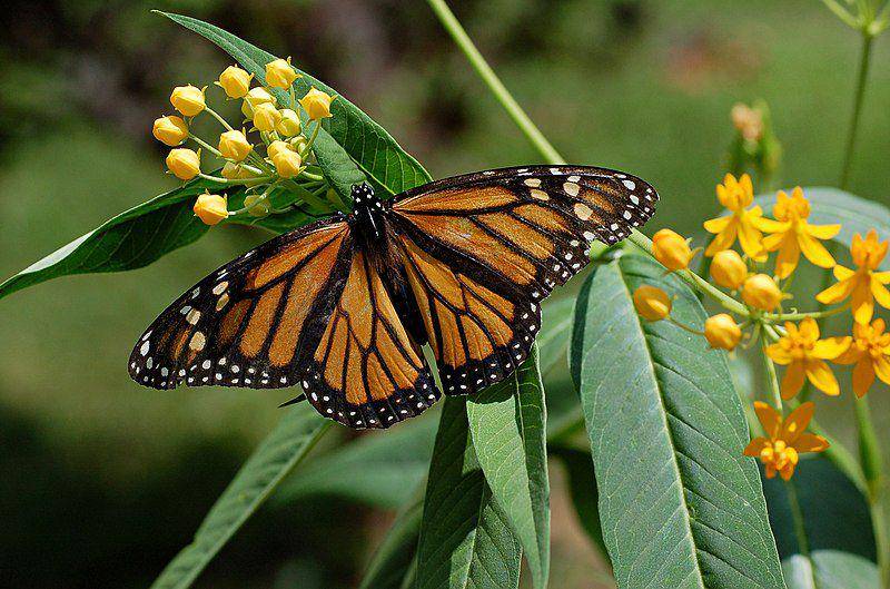 Monarch (commons.wikimedia.org/Derek Ramsey)
