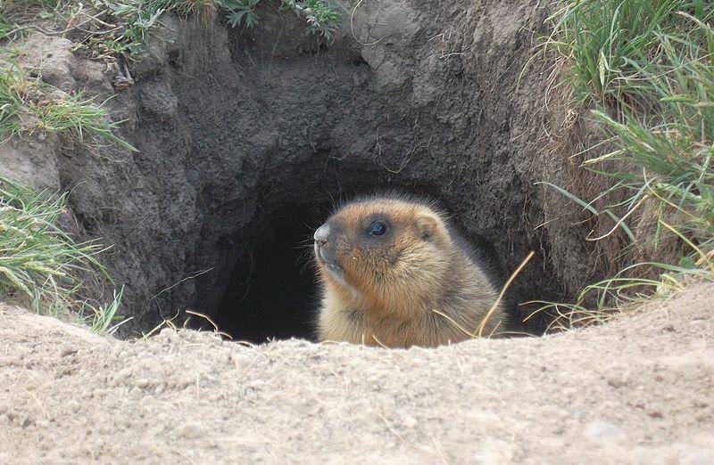 Bobak marmot (commons.wikimedia.org/Ceprin 1505)
