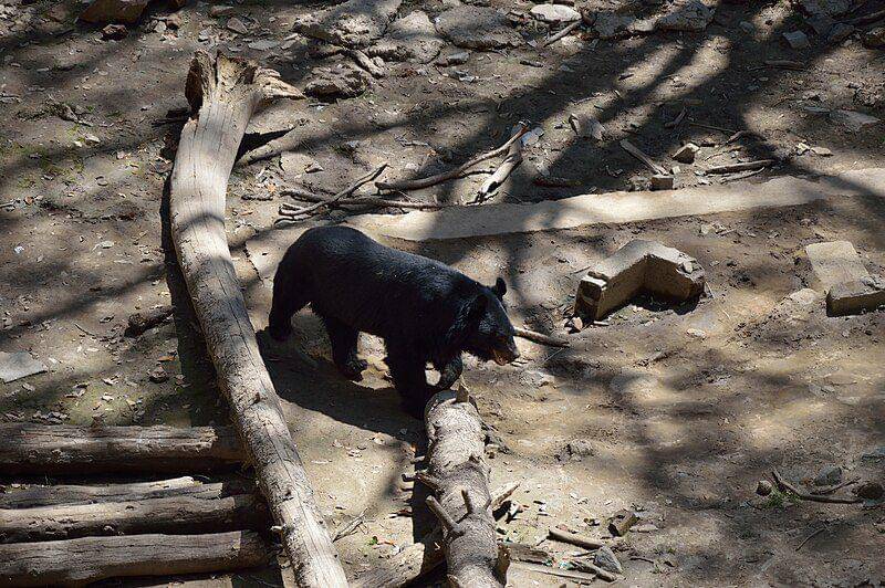 Asiatic black bear (commons.wikimedia.org/Biswarup Ganguly)