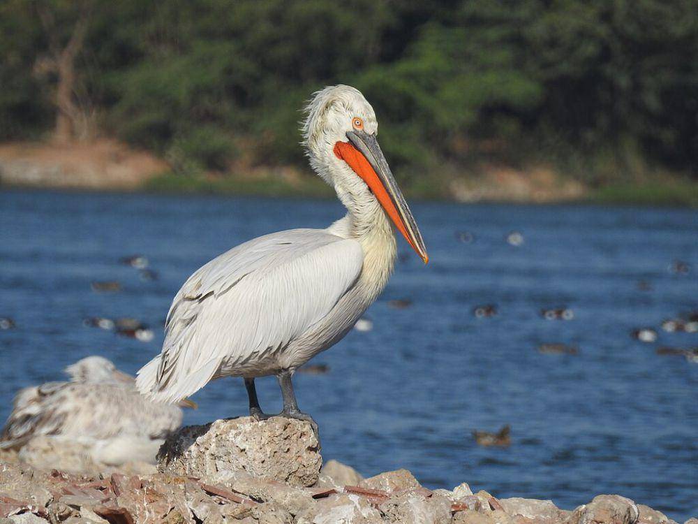 Burung pelican dalmatian (commons.wikimedia.org/Dr. Raju Kasambe)