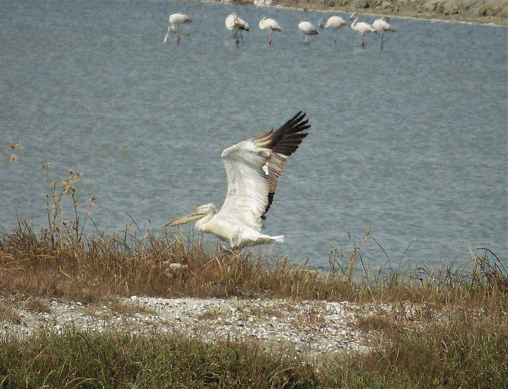 Burung pelican dalmatian (commons.wikimedia.org/gailhampshire)