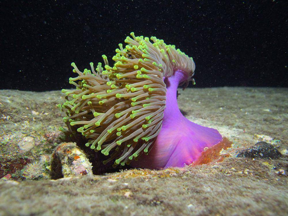 heteractis magnifica (commons.wikimedia.org/MDC Seamarc Maldives)