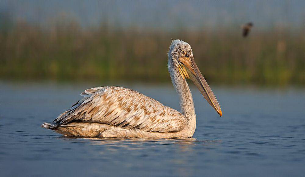 Burung pelican dalmatian (commons.wikimedia.org/vaidyarupal)