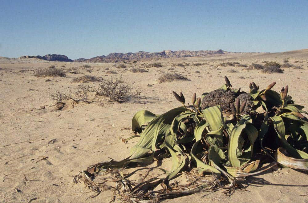 6 Fakta Welwitschia, Tanaman Gurun Namib yang Punya Gender