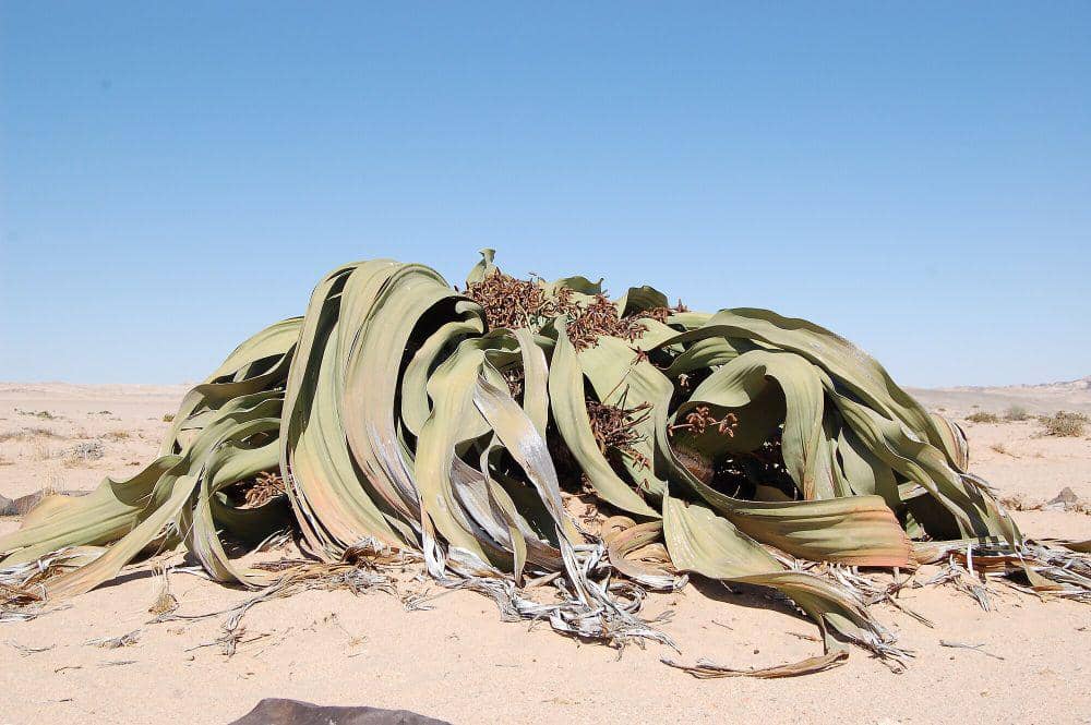 Welwitschia (commons.m.wikimedia.org/Sara and Joachim)