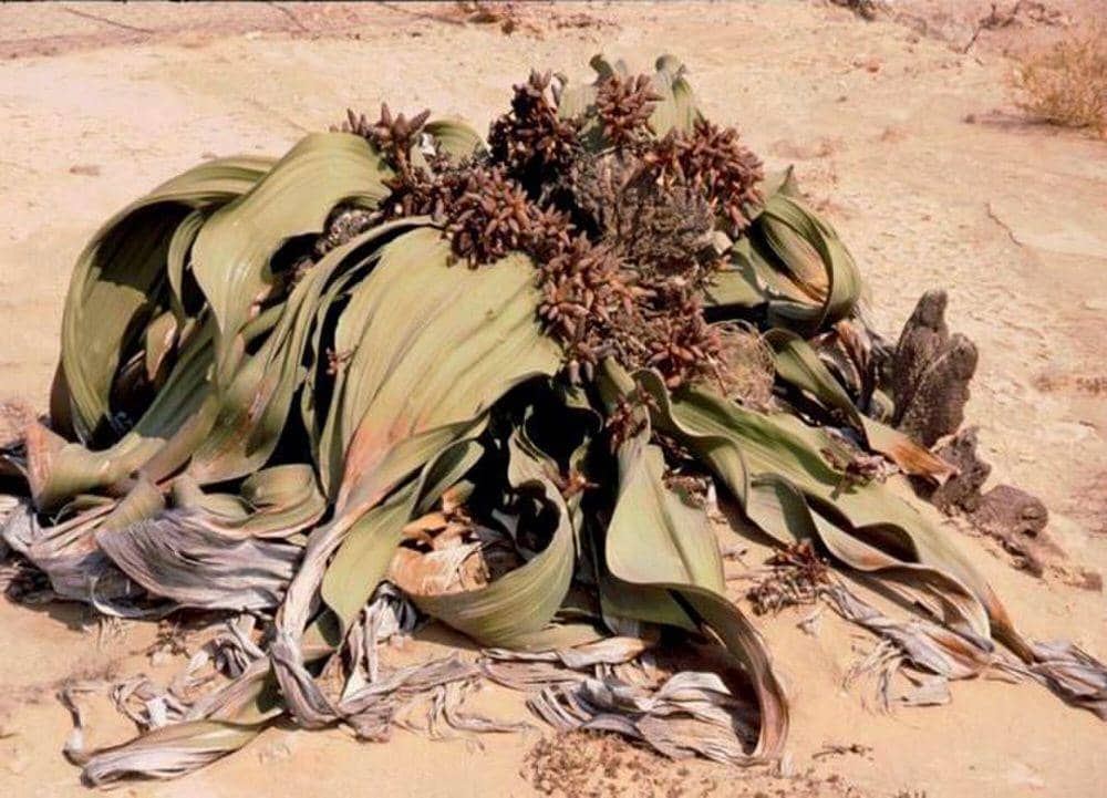 Welwitschia (commons.m.wikimedia.org/Joachim Beyenbach)