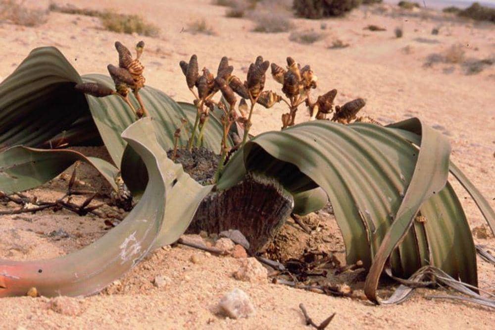 Welwitschia (commons.m.wikimedia.org/Joachim Beyenbach)