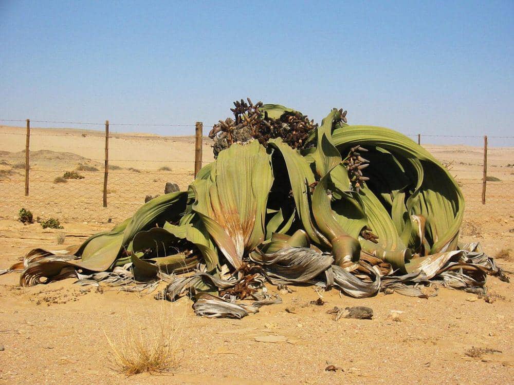 Welwitschia (commons.m.wikimedia.org/Thomas Schoch)