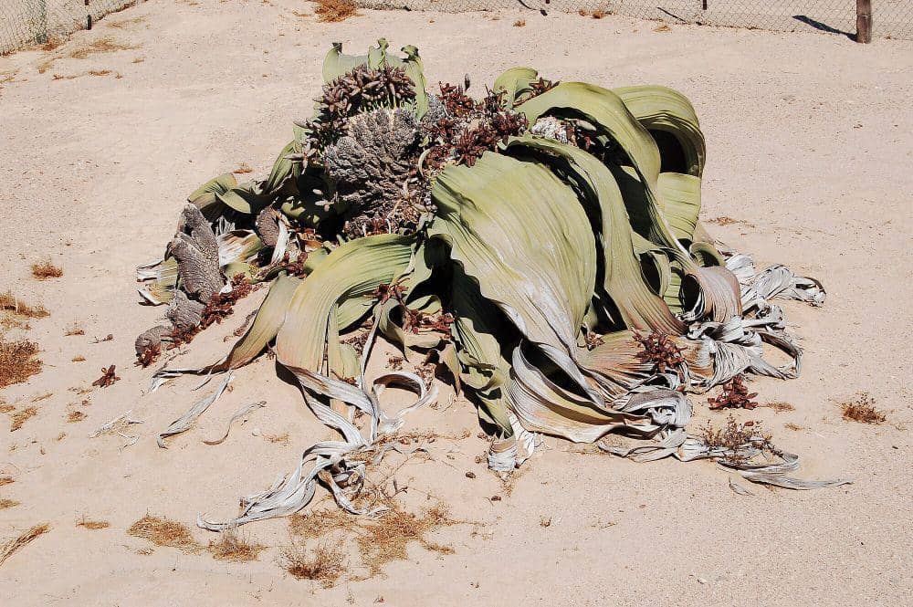 Welwitschia (commons.m.wikimedia.org/Joachim Huber)