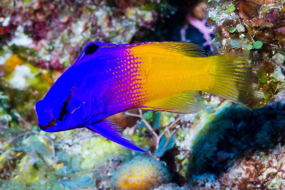 royal gramma (flickr.com/François Libert)