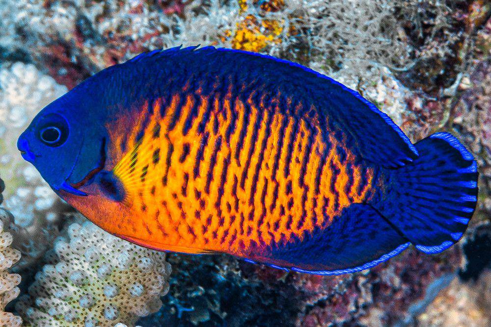 twospined angelfish (flickr.com/François Libert)