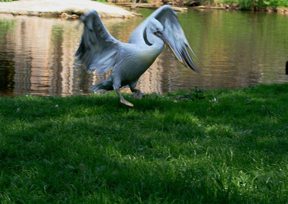 Burung pelican dalmatian (commons.wikimedia.org/Karelj)