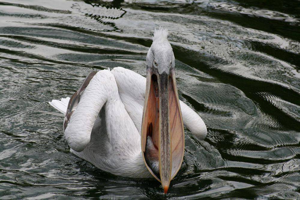 Burung pelican dalmatian (commons.wikimedia.org/Marion Schneider & Christoph Aistleitner)