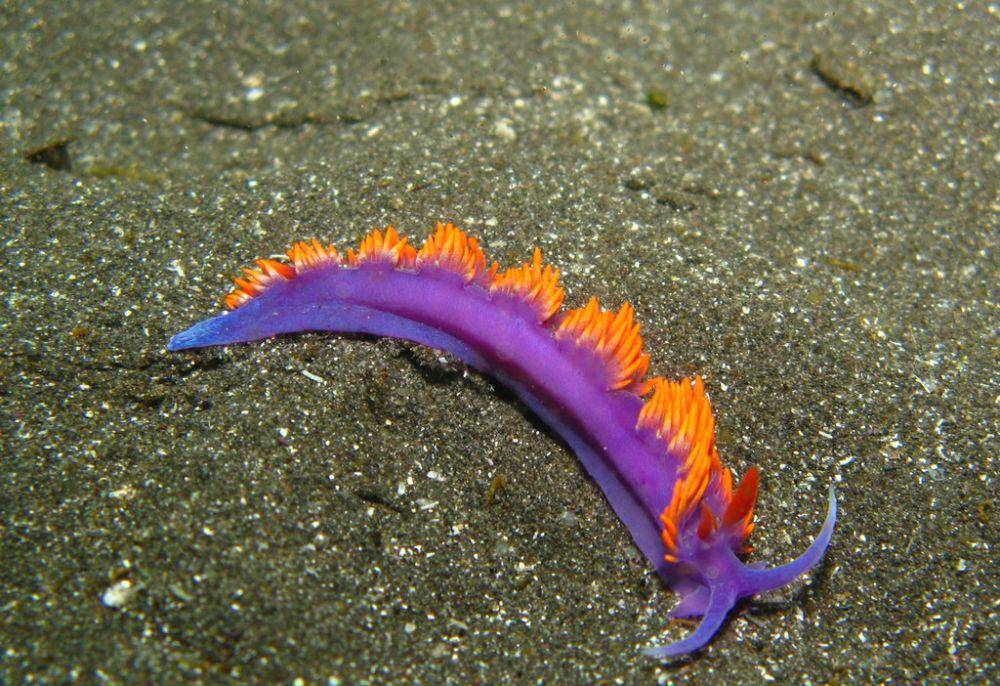 spanish shawl (flickr.com/Richard Ling)