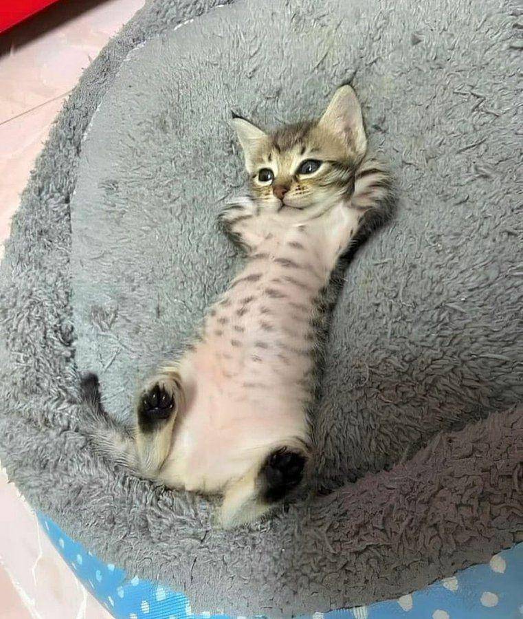 potret kucing bak penguasa rumah (twitter.com/Catshealdeprsn)