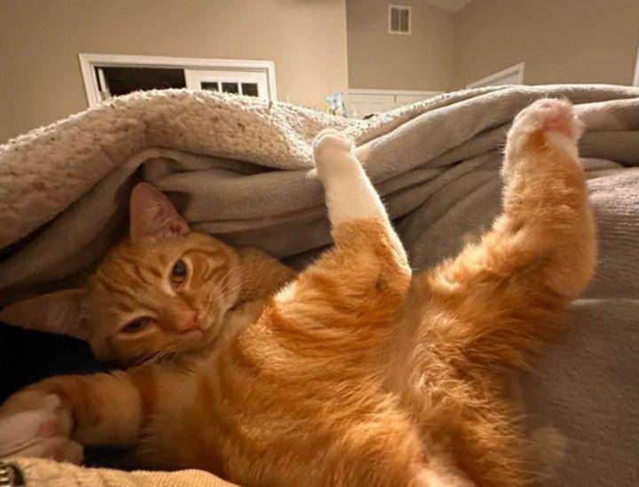 potret lucu kucing oren berkaki putih (reddit.com/PrimaryImpossible467)